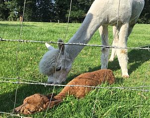 Guest house 522007 - Holiday property Twente - Huisje in Rossum