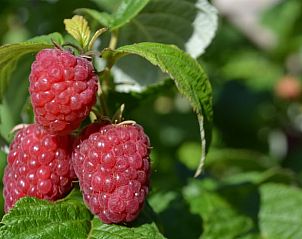Verse frambozen in de tuin van vakantiehuisje Hengelo, Twente, omgeven door de natuur van Overijssel.