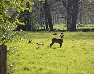 Herten in de groene omgeving van vakantiehuisje Hengelo, Twente, een oase van rust in Overijssel.