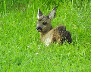 Jong hert in het gras nabij vakantiehuisje Hengelo, Twente, een natuurlijke ervaring in Overijssel.