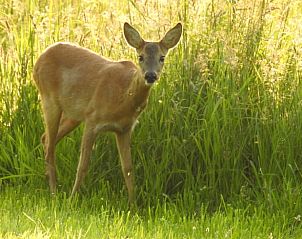 Hert in het hoge gras bij vakantiehuisje Hengelo, Twente, een uniek uitzicht in Overijssel.