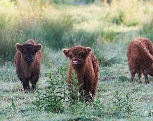 Schotse Hooglanders nabij Huisje in Haaksbergen, vakantiehuis in Overijssel.