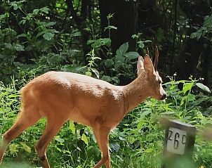 Wilde natuur met reen nabij Huisje in Haaksbergen, vakantiehuis in Twente, Overijssel.