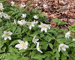 Bloeiende bloemen in de omgeving van Huisje in Haaksbergen, vakantiehuis in Twente, Overijssel.