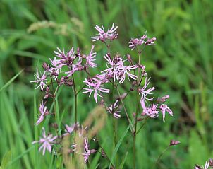 Guest house 522427 - Holiday property Twente - Vakantiehuis in Haaksbergen