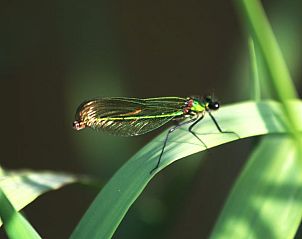 Guest house 522427 - Holiday property Twente - Vakantiehuis in Haaksbergen