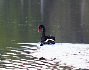 Guest house 522427 - Holiday property Twente - Vakantiehuis in Haaksbergen