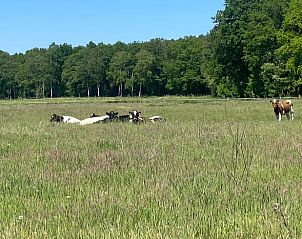 Uitgestrekte weilanden met koeien nabij Vakantiehuisje in Haaksbergen, omgeven door natuur in Twente, Overijssel.