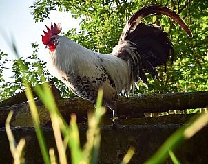 Guest house 522513 - Holiday property Twente - Vakantiehuisje in Diepenheim