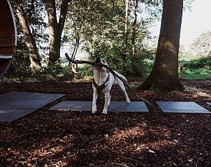 Hond speelt in de tuin van Huisje in Enschede, vakantiehuis in Twente.