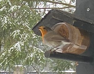 Een roodborstje op een voederbak bij Vakantiehuis in Enschede, te midden van de natuur in Twente, Overijssel.