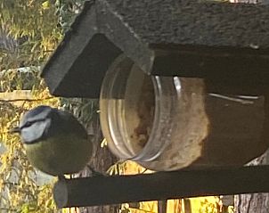 Koolmees bij de voederbak van Vakantiehuis in Enschede, genietend van de natuur in Twente, Overijssel.
