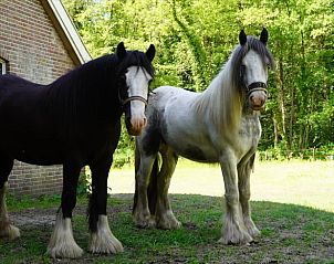 Prachtige paarden bij Vakantiehuisje in Enschede, Twente, in een groene en natuurlijke omgeving.