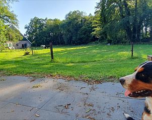 Uitzicht op het groene veld bij Vakantiehuisje in Enschede, Twente, met een hond die geniet van de natuur.
