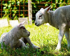 Lieve lammetjes in de weide bij Huisje in Enschede, een idyllische vakantieplek in het groene Twente, Overijssel.