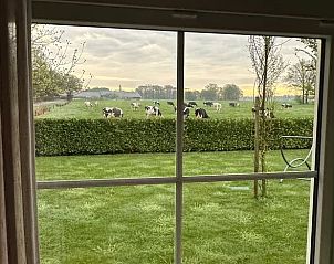 Uitzicht op grazende koeien vanuit Vakantiehuisje in Enschede, rustgevend.