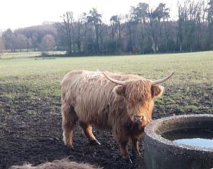 Schotse hooglander in de omgeving van Huisje in Oldenzaal, vakantiehuis in Twente, natuurbeleving.