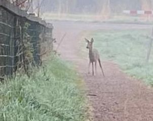 Verblijf 522905 - Vakantiewoning Twente - Huisje in Markelo