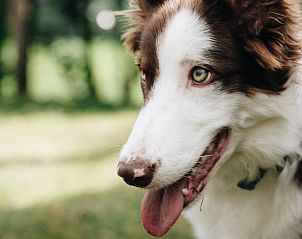 Cottage in Markelo, Ferienhaus in Twente, Overijssel, umgeben von Natur. Genieen Sie die Ruhe und die grne Umgebung in einer hundefreundlichen Umgebung.