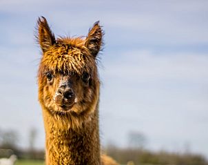 Guest house 522915 - Holiday property Twente - Vakantiehuisje in Markelo