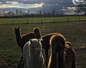 Guest house 522915 - Holiday property Twente - Vakantiehuisje in Markelo