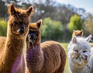 Guest house 522915 - Holiday property Twente - Vakantiehuisje in Markelo