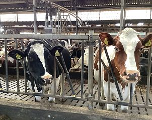 Koeien in de stal bij vakantiehuis in Markelo, Twente, Overijssel.