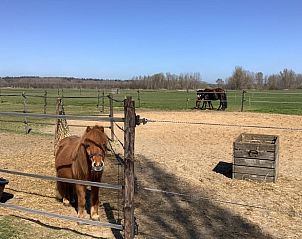 Kleine pony op boerderij bij vakantiehuis in Markelo, Twente, Overijssel.