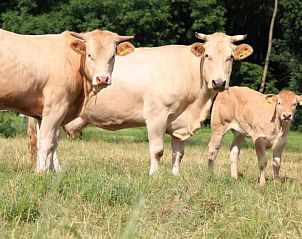 Verblijf 522920 - Vakantiewoning Twente - Vakantiehuisje in Markelo