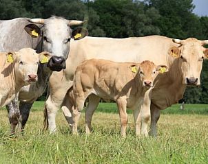 Verblijf 522920 - Vakantiewoning Twente - Vakantiehuisje in Markelo