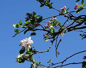 Verblijf 522921 - Vakantiewoning Twente - Vakantiehuis in Markelo