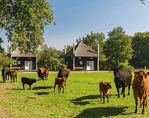 Geniet van grazende koeien bij Vakantiehuisje in Enter, Twente, Overijssel, omringd door natuur en rust.