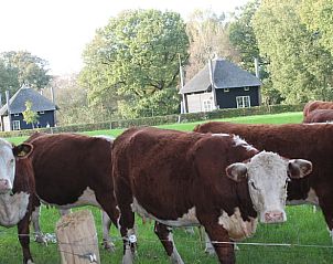 Koeien in de weide nabij Huisje in Notter, vakantiehuis in het landelijke Twente, Overijssel.