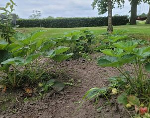 Groentetuin bij Vakantiehuisje in Daarle voor verse oogst in Twente, Overijssel.
