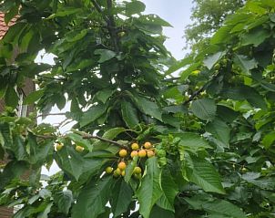 Fruitboom bij Vakantiehuisje in Daarle met rijpe kersen in Twente, Overijssel.
