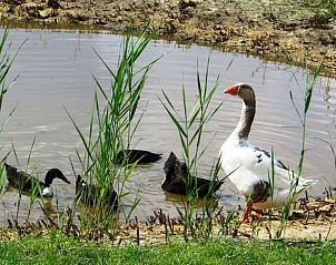 Guest house 523806 - Holiday property Twente - Vakantiehuis in Losser