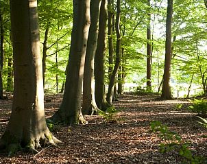 Prachtige bosrijke omgeving van Huisje in Tubbergen, vakantiehuis in Twente, Overijssel.