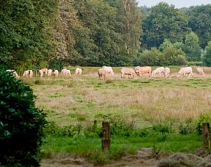 Vredige weide met grazende koeien nabij Huisje in Tubbergen, vakantiehuis in Twente, Overijssel.
