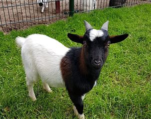 Unterkunft 524109 - Ferienhaus Twente - Vakantiehuis in Deurningen