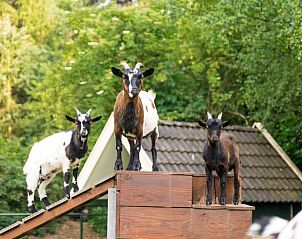 Unterkunft 524109 - Ferienhaus Twente - Vakantiehuis in Deurningen