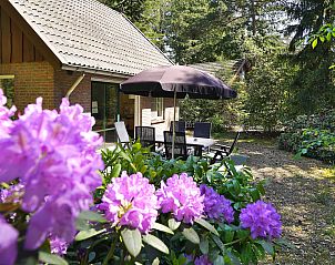 Buitenterras van Boshuus Comfort Plus vakantiehuis in Deurningen, Twente, omgeven door kleurrijke bloemen en natuur.