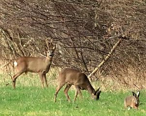 Guest house 524901 - Holiday property Twente - Vakantiehuis in Manderveen