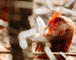 Guest house 525112 - Holiday property Twente - Vakantiehuisje in Buurse