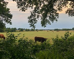 Prachtige weide met koeien bij Vakantiehuisje in Lattrop, geniet van de natuur in Twente, Overijssel.