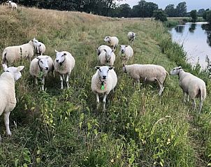Schapen grazen langs het water bij Vakantiehuisje in Lattrop, rustgevend landschap in Twente, Overijssel.