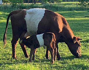 Guest house 526207 - Holiday property Twente - OV436