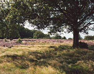 Unterkunft 526846 - Ferienhaus Twente - Boslodge | 6 pers