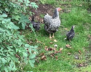 Guest house 526901 - Holiday property Twente - Vakantiehuisje in breklenkamp