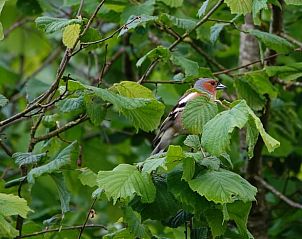 Unterkunft 527202 - Ferienhaus Twente - Huisje in Vriezenveen