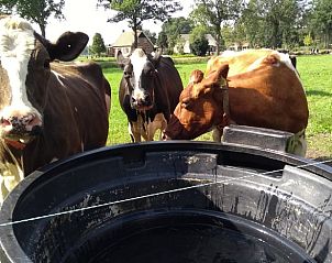 Unterkunft 527202 - Ferienhaus Twente - Huisje in Vriezenveen